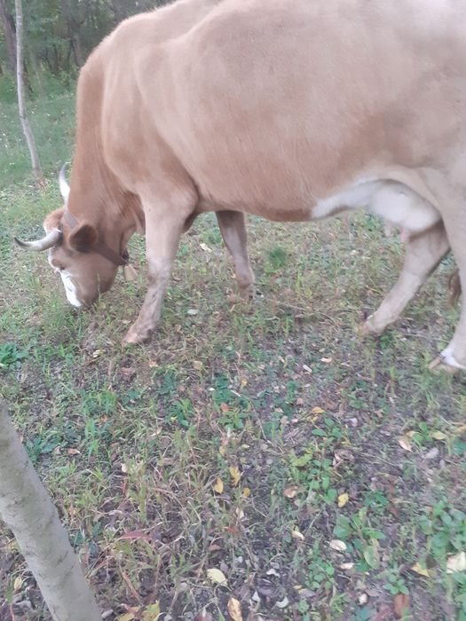 Vand și doi vitei