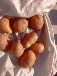 Продам семеной картофель