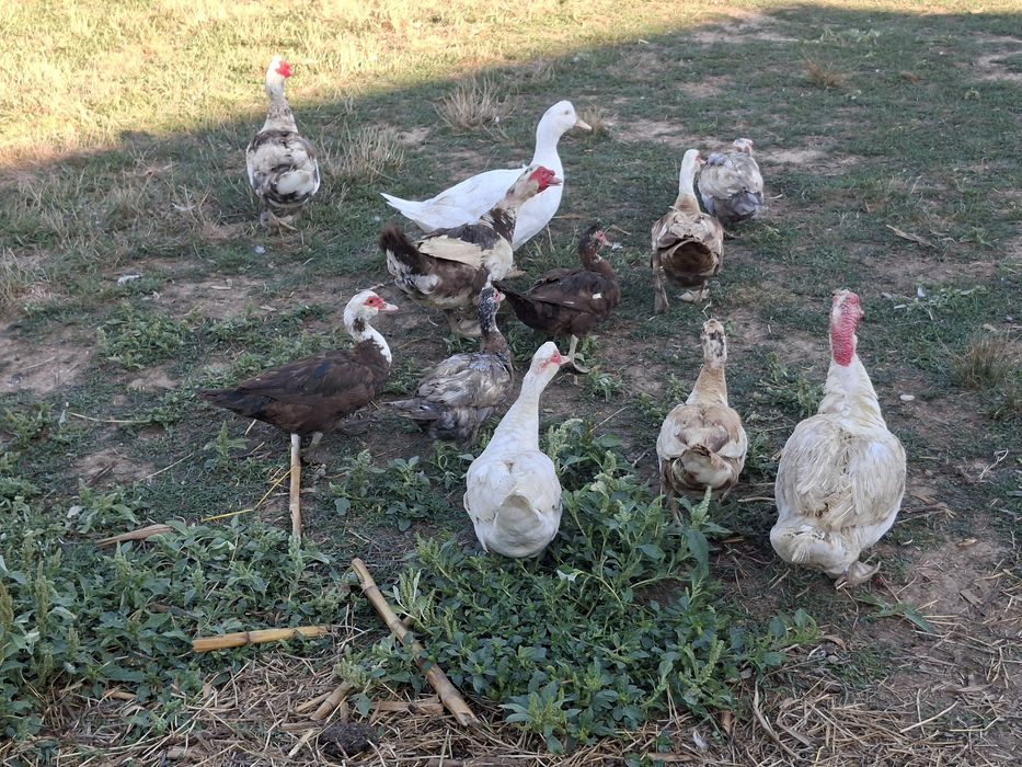 Vând gaste ,rate si curcani