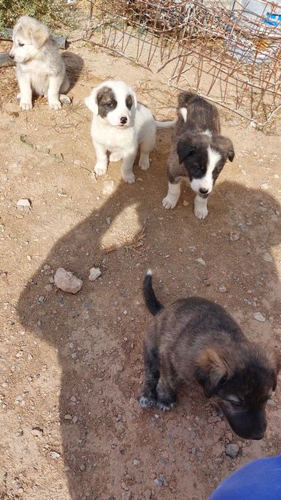 Щенки мальчики бесплатно