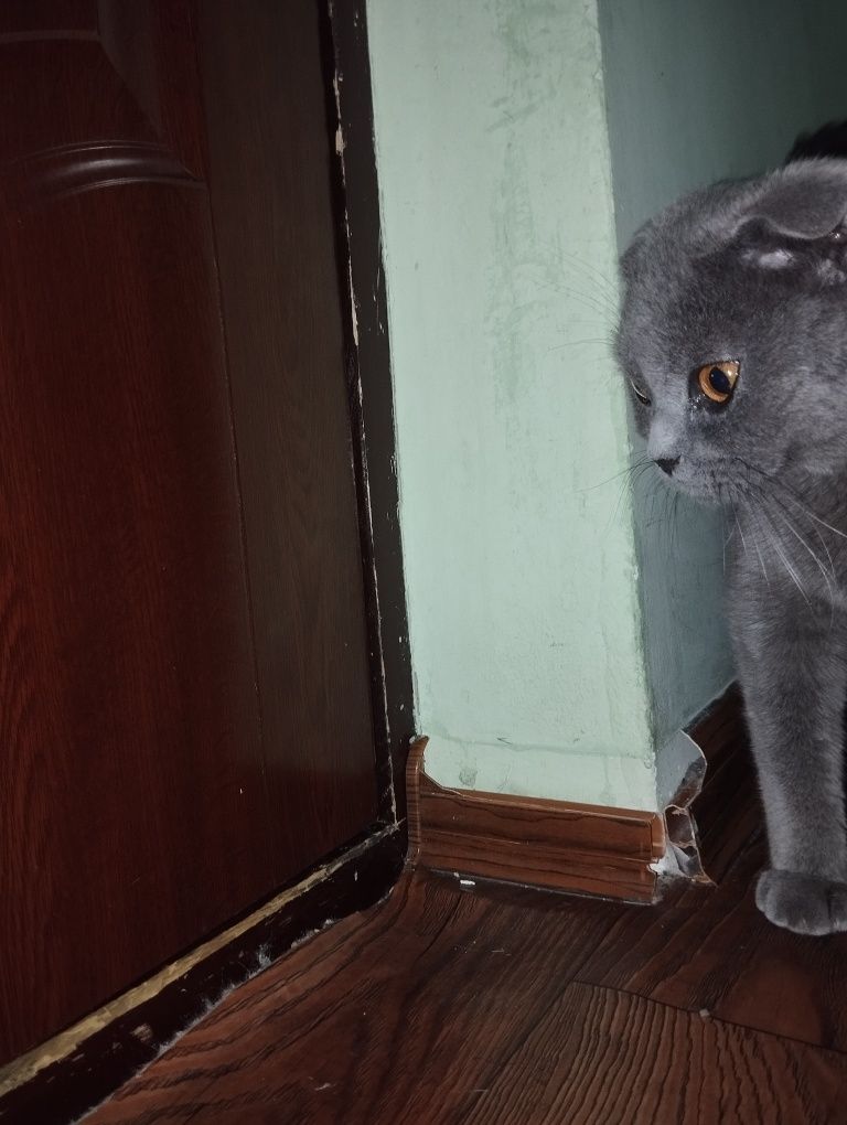 Продается вислоухая кошка