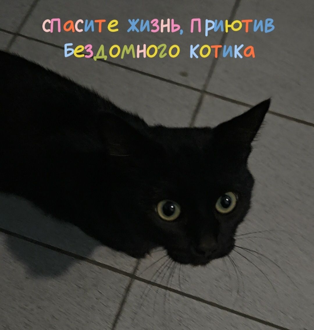 СПАСИТЕ ЖИЗНЬ бездомному котику!