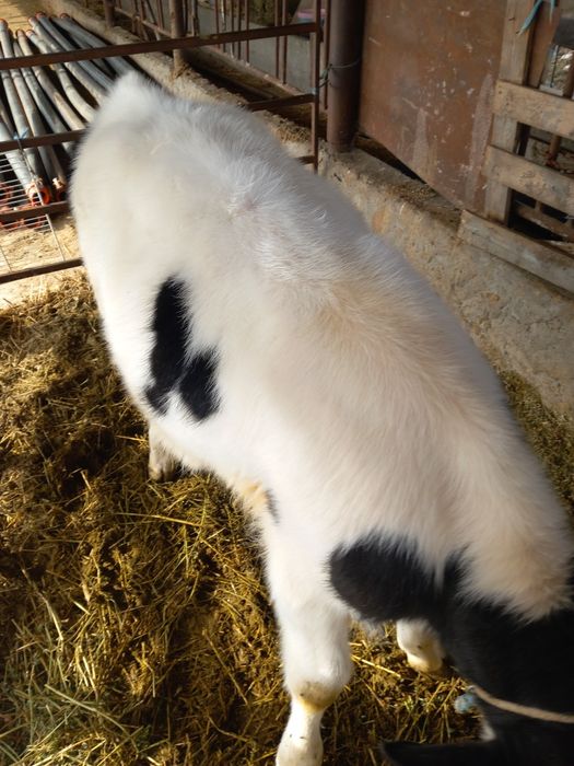 Vaan tauras la pretul de 3000 de lei