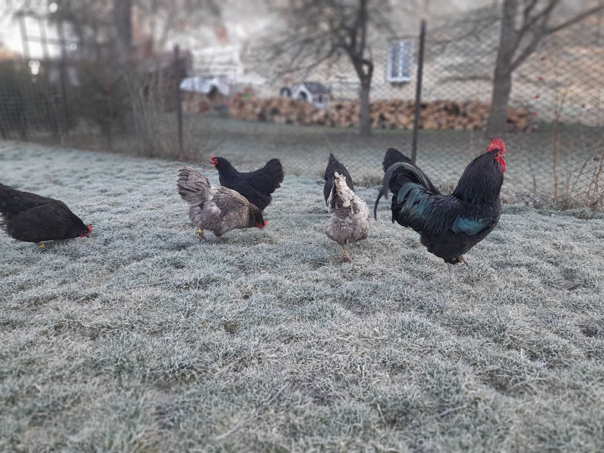 oua gaini australorp