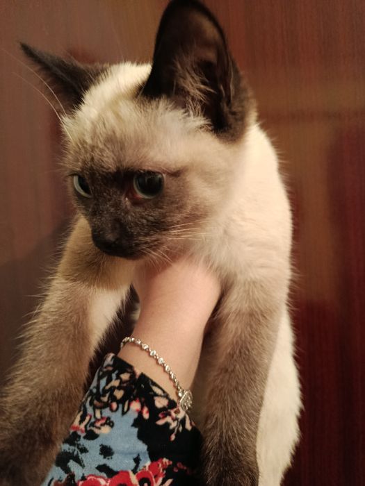Сиамский.    кот