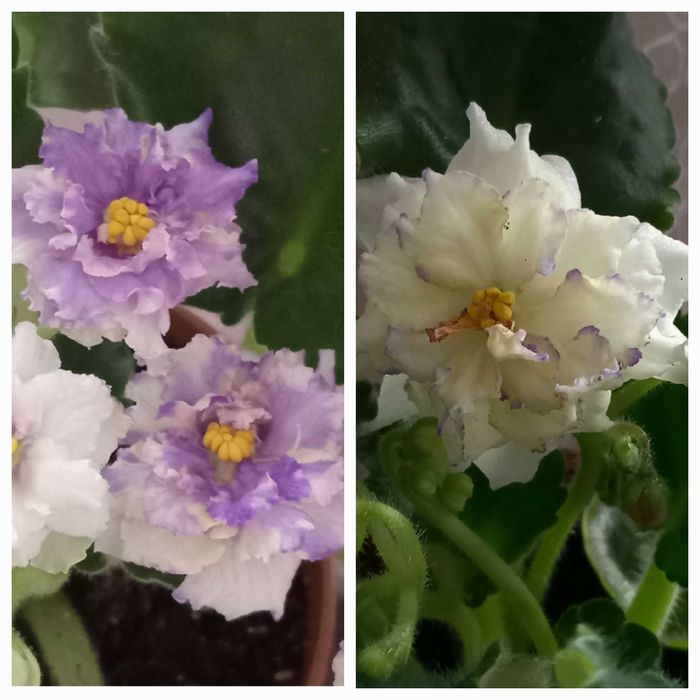 Продам фиалку...