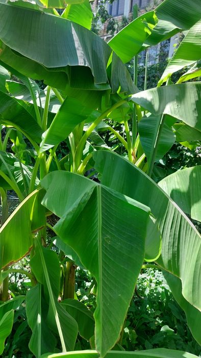 САЖЕНЦЫ  плоданосящих  Бананов