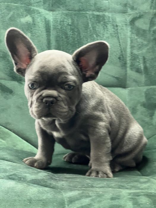 Bulldog francez baietel