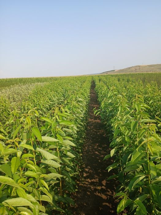 Pomi fructiferi certificati fitosanitar