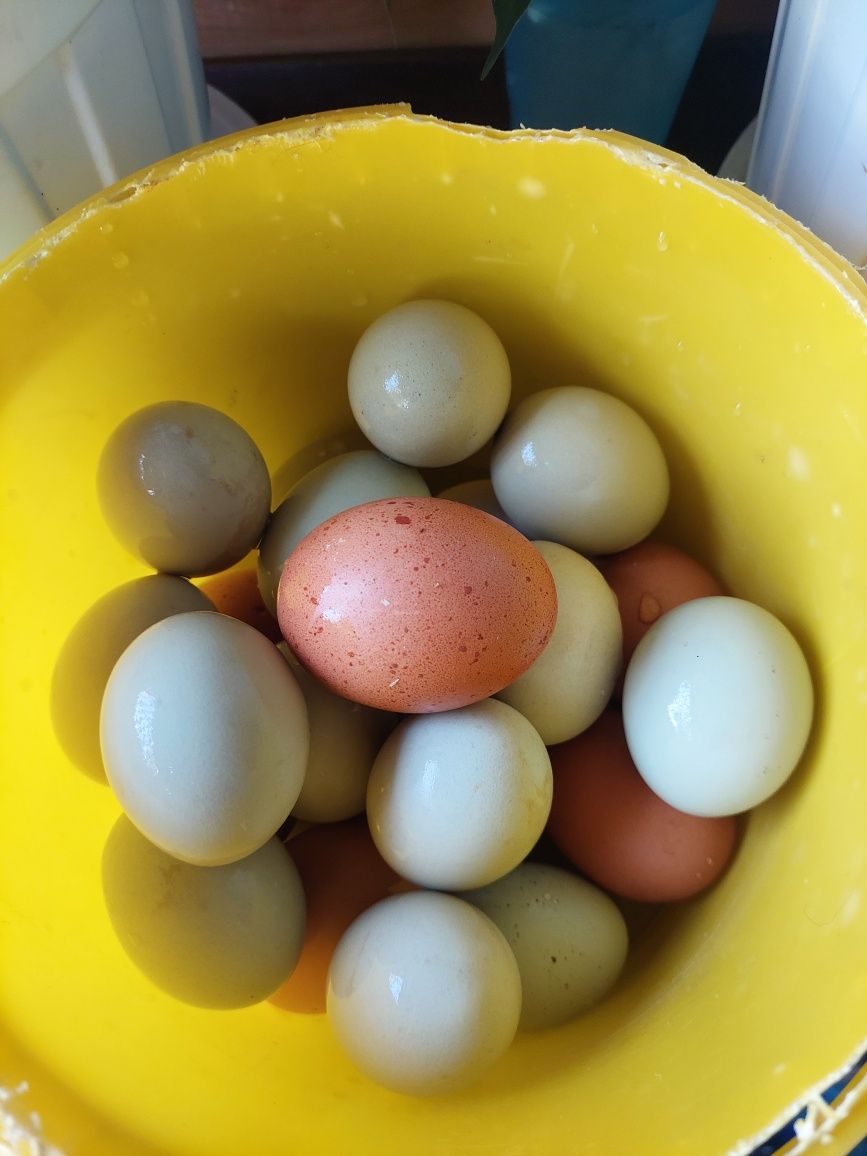 Инкубационное яйцо лакеданзе.