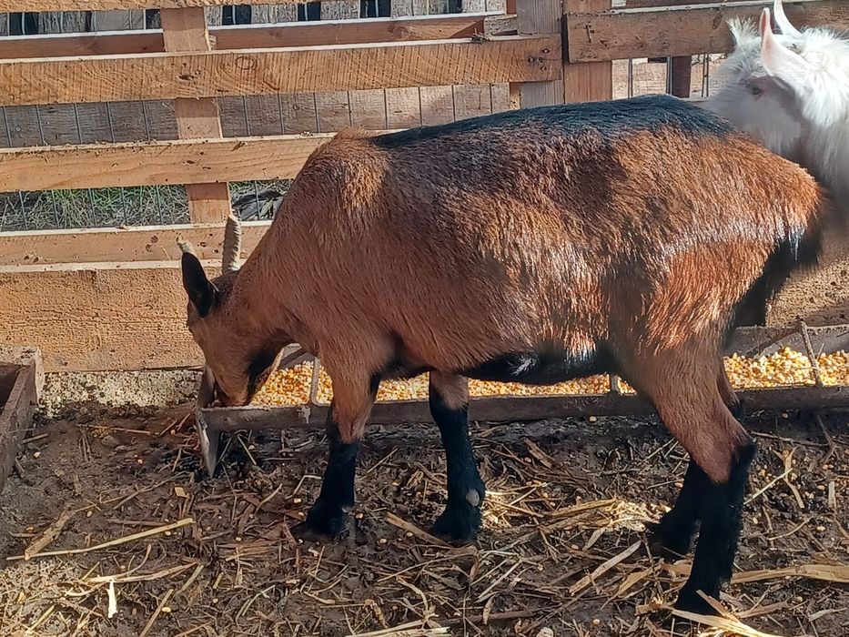 Iadă Alpină Franceză primul an