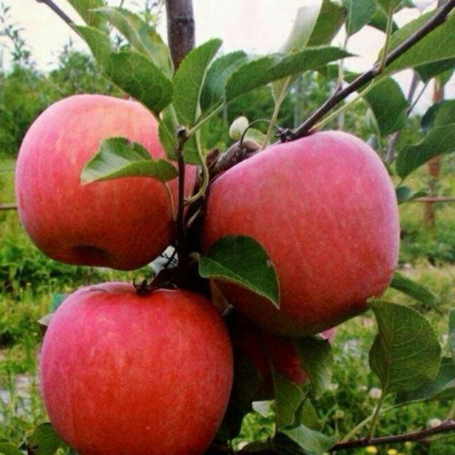 OLMA  ОЛМА Koʻchatlri sotuvda 13 xil sortimiz bor