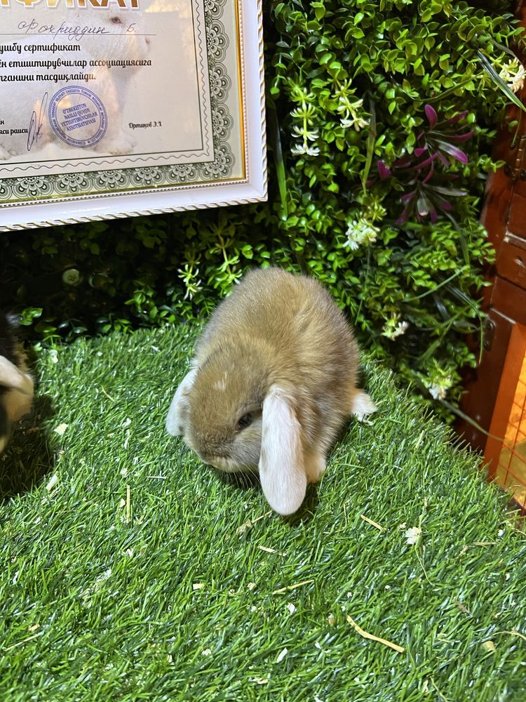Карликовые крольчата