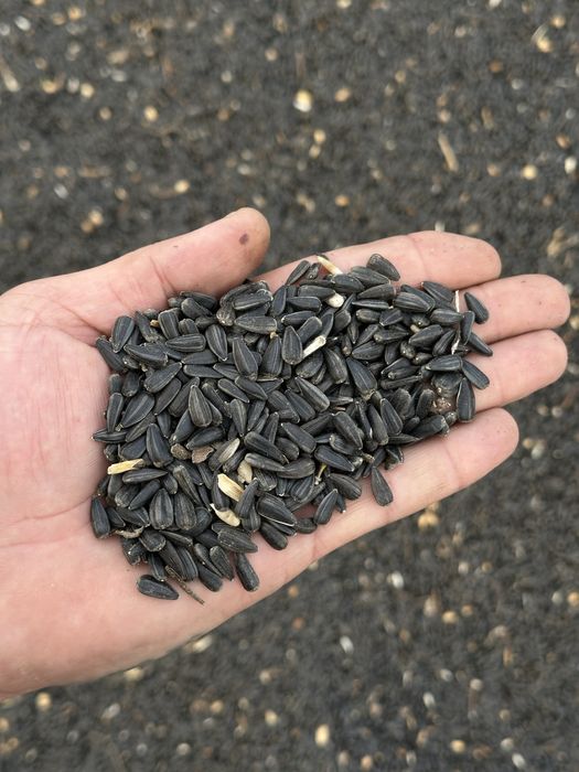 Семечки подсолнечника