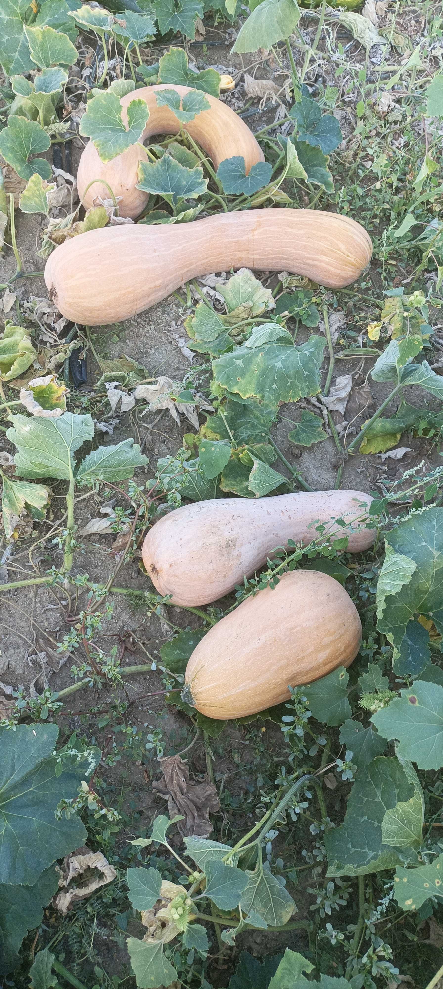 Тикви цигулки продавам