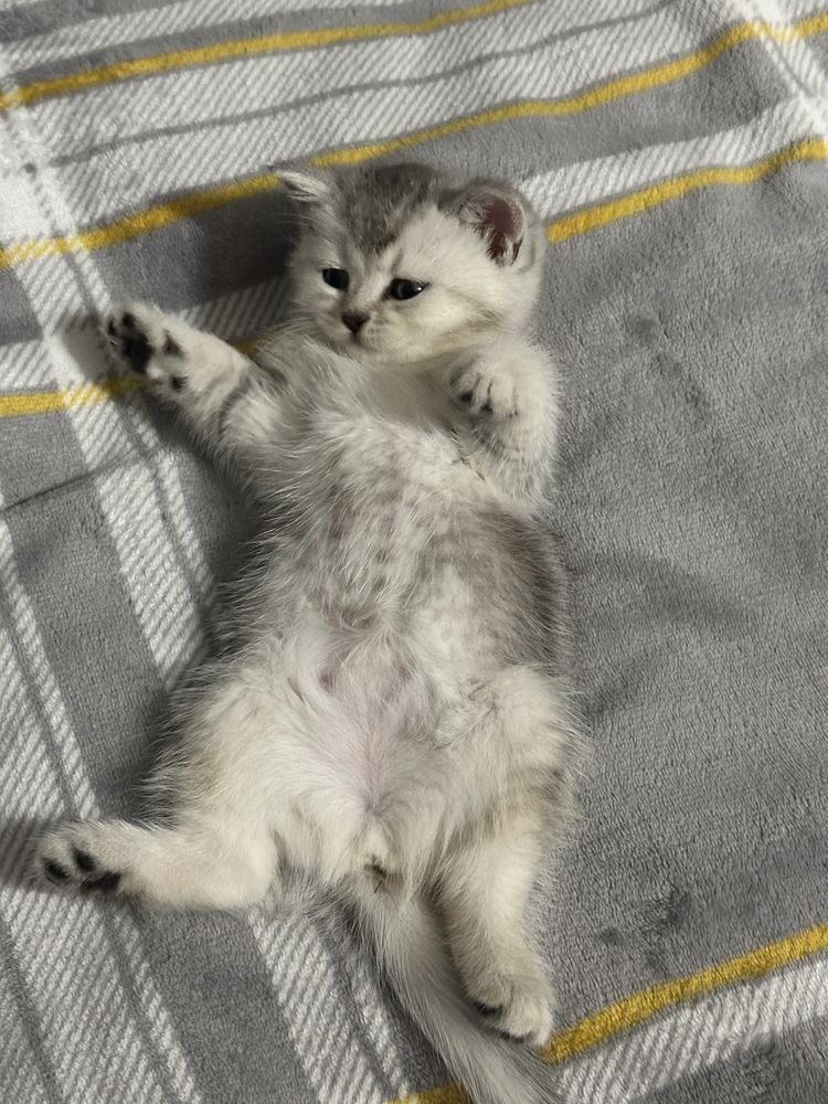 Продается котенок