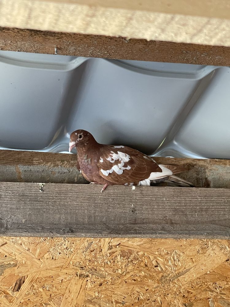 Porumbei voiajori meulemans
