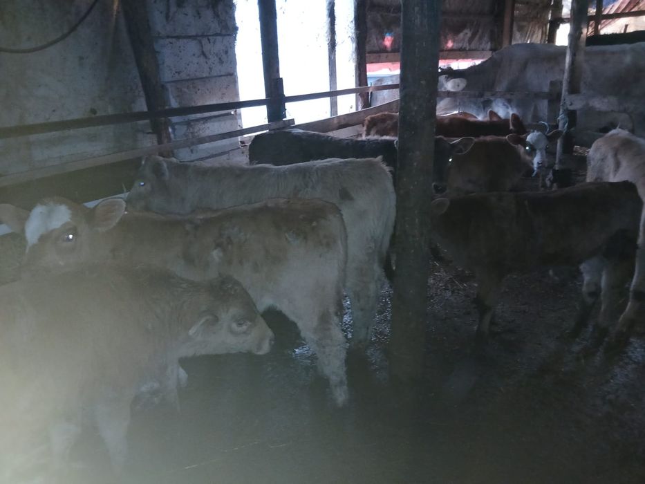 Vand 10 vitei de rasa