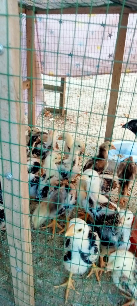 Дакан жожалари 2ойларга якинлашиб колди шамо+корейс еб ичишлари яхши