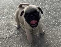 Catei rasa pug superbi