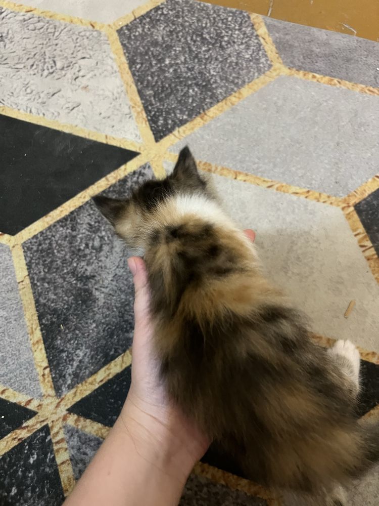 Котята отдам даром