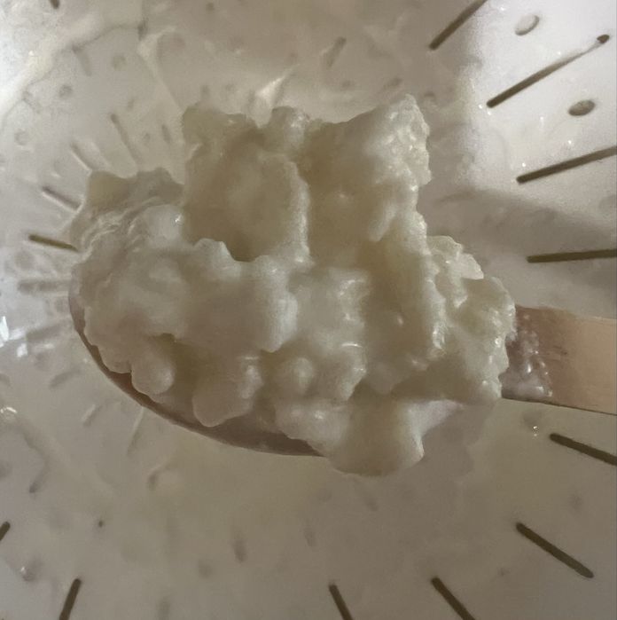 Ciupercă de Kefir