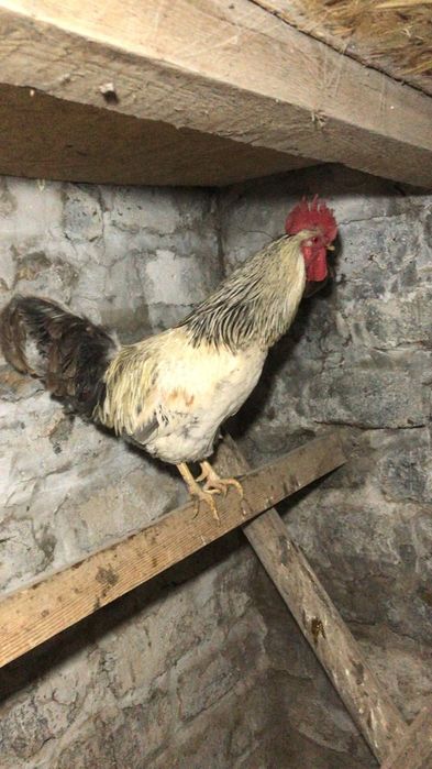 Обмен на курицу  или продам