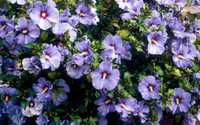 Hibiscus Syriacus- Trandafir de gradina