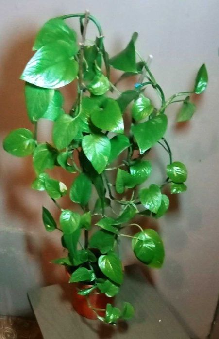Продам. Эпипремнум - сциндапсус .