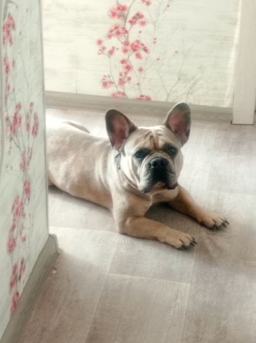 Продается Французский бульдог