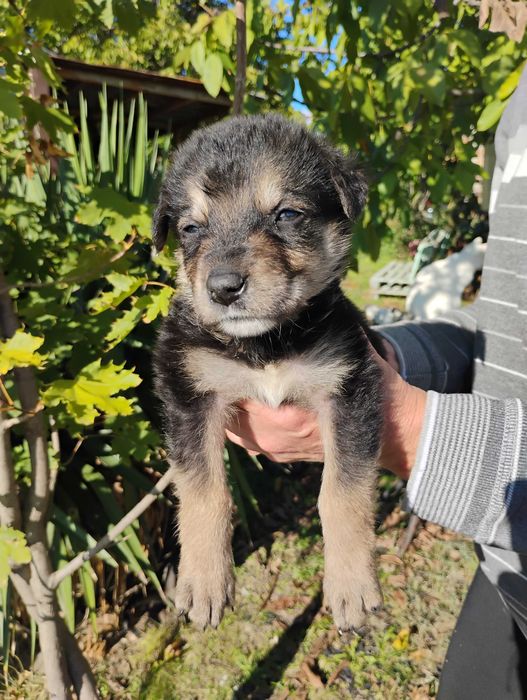 Малиноа Белгийска овчарка