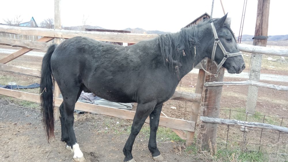 4 жасар ат сатам