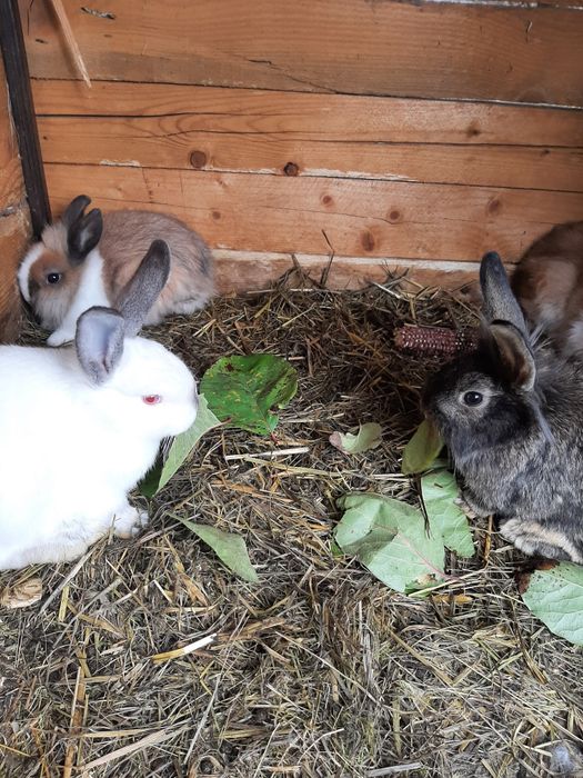 Iepuri diferite  varste si culori