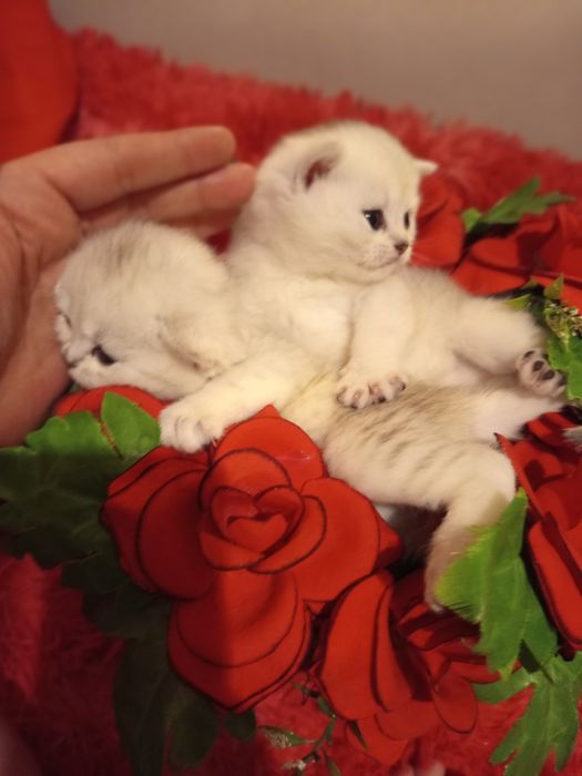 Продаются котята породы серебристые шиншилла