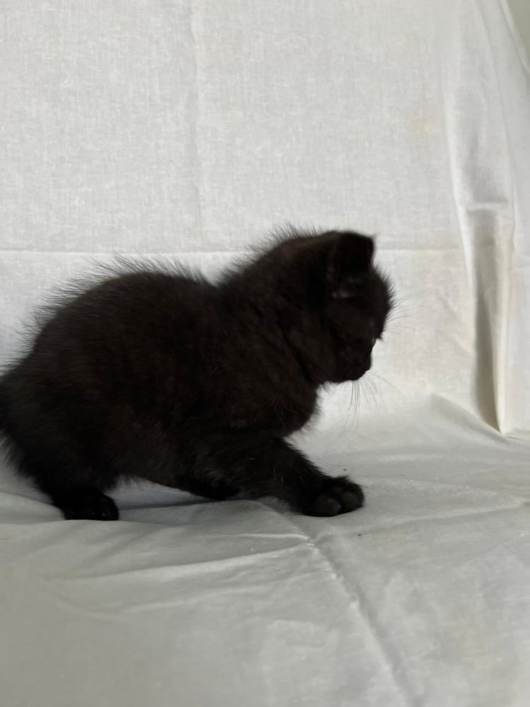Котята девочки , ищат себе дом, отдам в хорошие руки