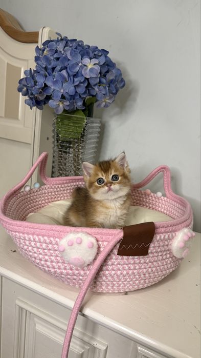 Золотая шиншилла