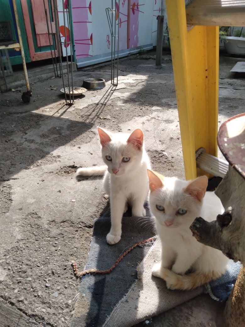 Продам замечательную пару котят