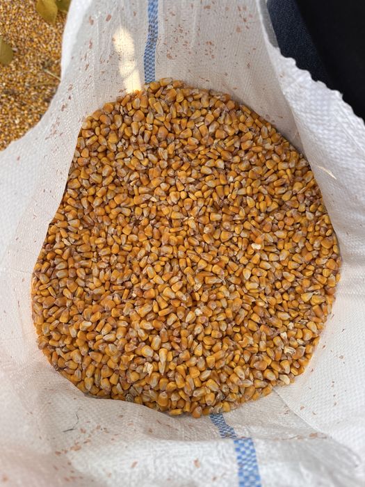 Vand porumb recolta 2025 DKC