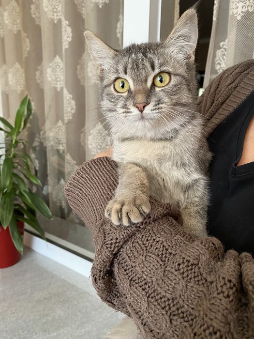 Пристраиваю котёнка