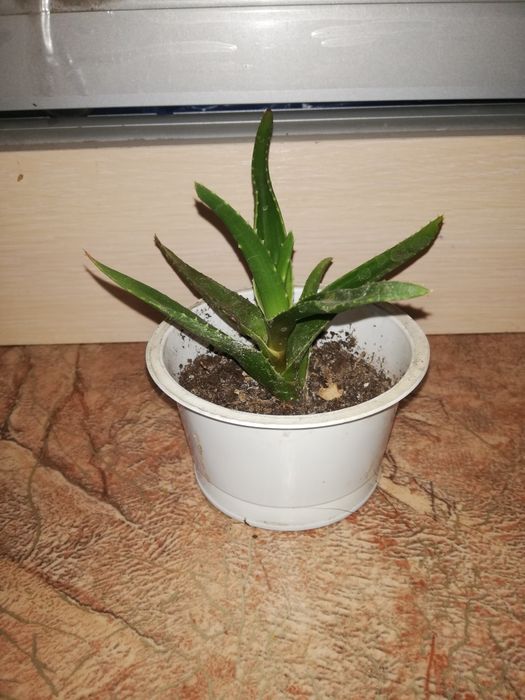Алоэ лечебное комнатное