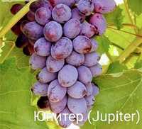 Саженцы винограда американский сорт Юпитер и Венера (киш миш) без кост