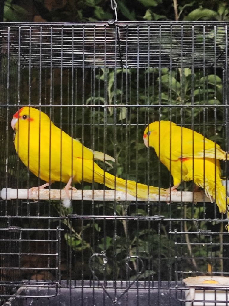 Kakariki papugay sotiladi