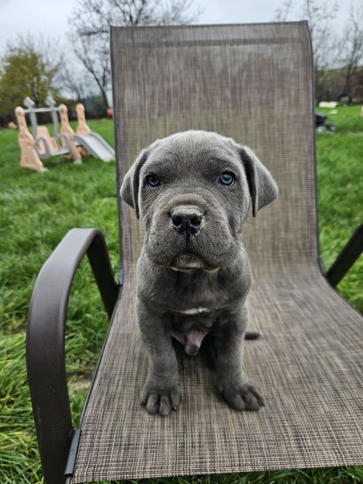 Уникални бебенца Кане корсо