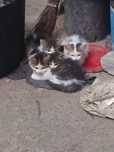 Donez pisici 3 buc