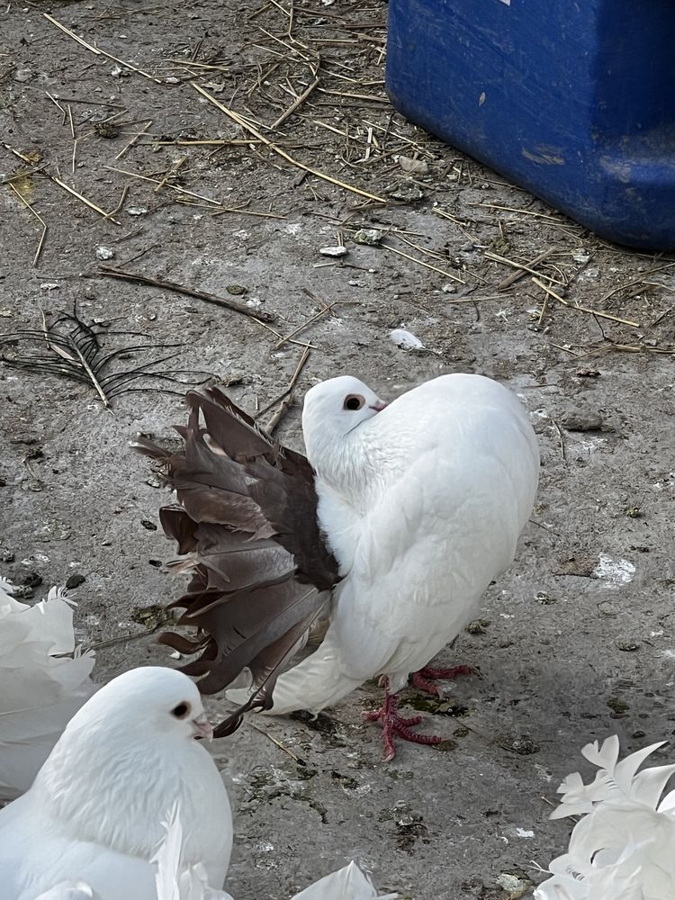 Vand porumbita rotata alba cu coada maro