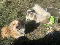 SPRE ADOPȚIE 2 Cățelușe + Mămica