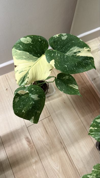 Продам комнатные растения, монстера, фикус, дисхидия