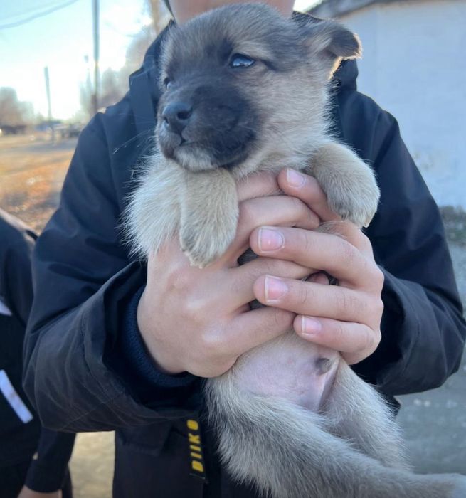 Милый щенок ищет добрые руки