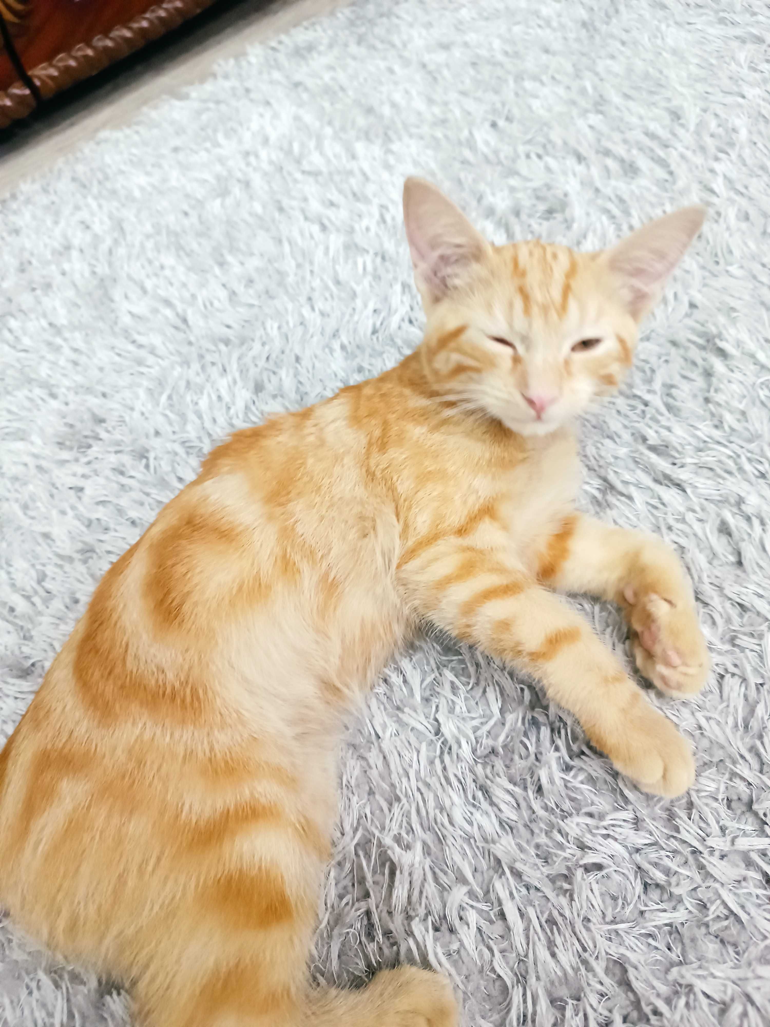 Котенок, мальчик, 5 месяцев