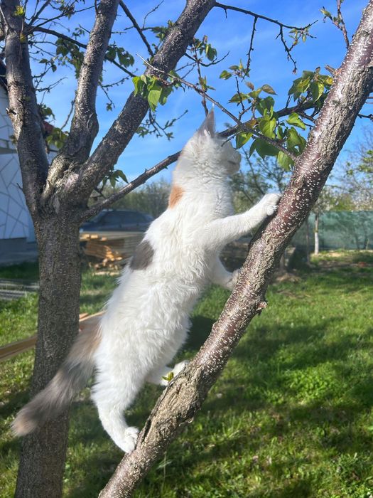 Femela ochi albastri